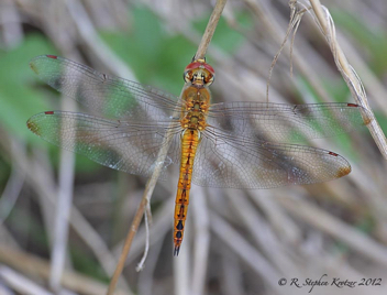 Pantala flavescens, male